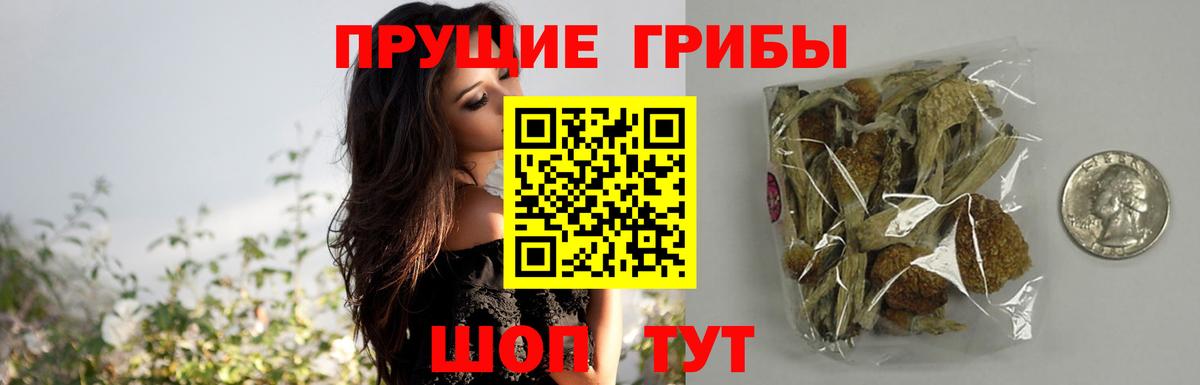 купить закладку  Псилоцибиновые грибы прущие грибы  Вход с VPN  Нерюнгри 